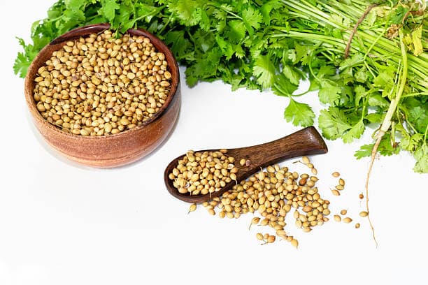 تصویر 3 از فروش تخم گشنیز ممتاز + قیمت خرید به صرفه